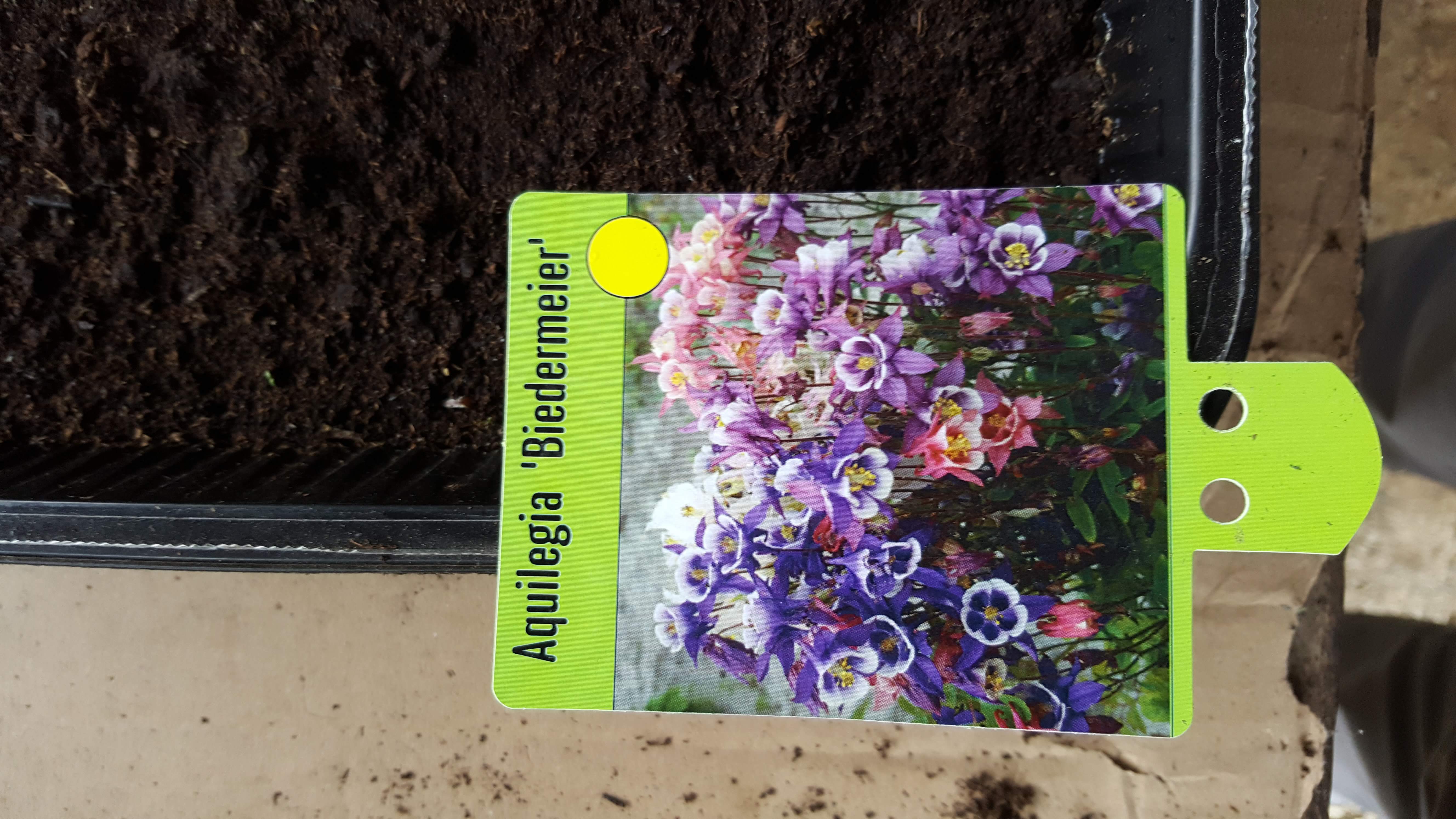 aquilegia biederme1.jpg